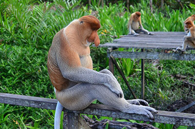 Proboscis Monkey, Βόρνεο Borneo Malaysia Μαλαισία