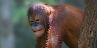 The Bornean orangutan is a species of orangutan native to the island of Borneo
