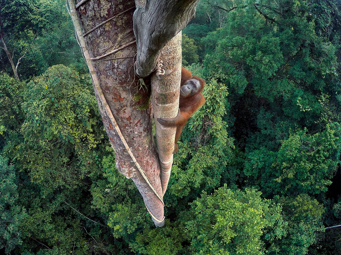 Orangutan στο Βόρνεο Borneo Nat Geo