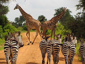 Mikumi National Park wildlife location in Tanzania, Africa, Τανζανία, Αφρική