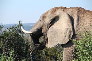 Elephants in South Africa, pixabay