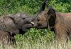 Εθνικό Πάρκο Κάενγκ Κρατσάν και οι άγριοι ασιατικοί ελέφαντες του