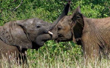 Εθνικό Πάρκο Κάενγκ Κρατσάν και οι άγριοι ασιατικοί ελέφαντες του