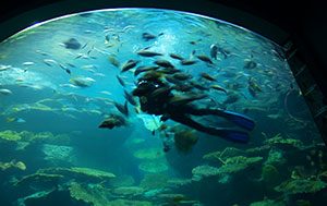 Sea Life Bangkok Ocean World – Ο κόσμος του ωκεανού
