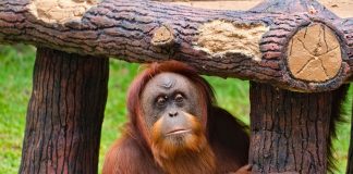 Orangutan στο Βόρνεο Borneo Nat Geo