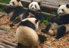 Chengdu ερευνητική βάση της αναπαραγωγής Giant Panda
