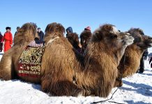 Φεστιβάλ καμήλας στη Μογγολία στην έρημο Gobi