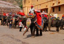 Φεστιβάλ Ελέφαντα Jaipur στην Ινδία, pixabay
