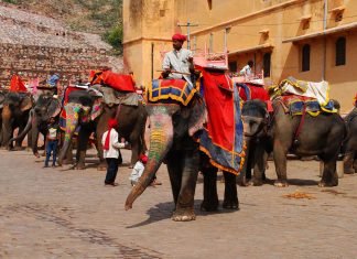 Φεστιβάλ Ελέφαντα Jaipur στην Ινδία, pixabay