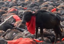 Φεστιβάλ Gadhimai στο Νεπάλ, σφαγή ζώων, pixabay