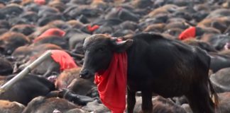 Φεστιβάλ Gadhimai στο Νεπάλ, σφαγή ζώων, pixabay