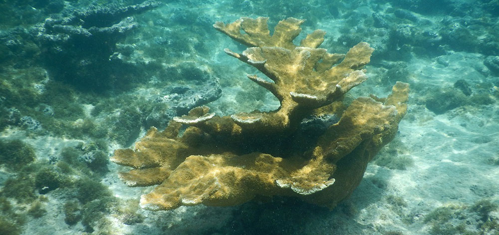 Θαλάσσιο Πάρκο Taka Bone Rate, atoll Sulawesi Ινδονησία