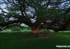 Το γιγάντιο δέντρο στο Κατσανάμπουρι της Ταϊλάνδης