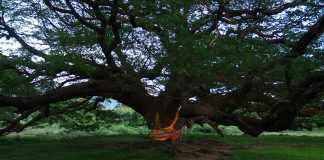 Το γιγάντιο δέντρο στο Κατσανάμπουρι της Ταϊλάνδης