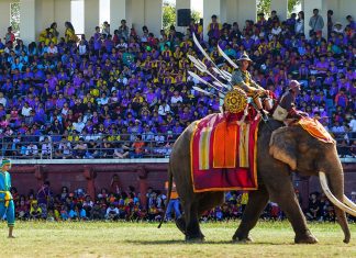 Surin Elephant Festival, pixabay