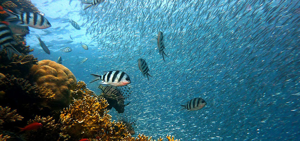 Θαλάσσιο Πάρκο Tubbataha Reefs στις Φιλιππινες